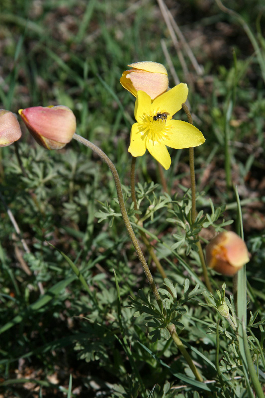 Изображение особи Anemone petiolulosa.