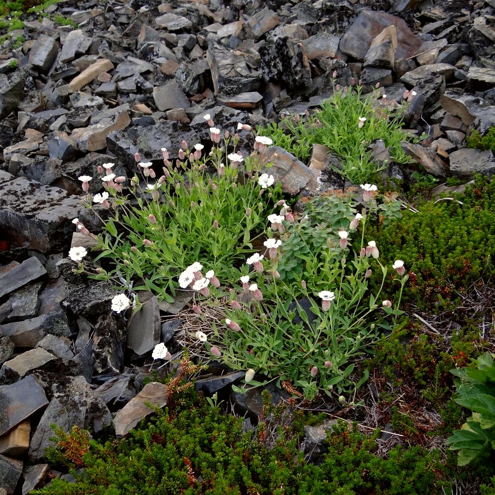 Изображение особи Oberna uniflora.