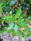 Quercus castanea