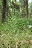 Equisetum pratense