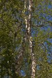 Betula microphylla