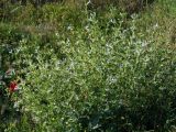 Salvia macrosiphon