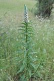 Digitalis lanata