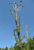 Cirsium palustre