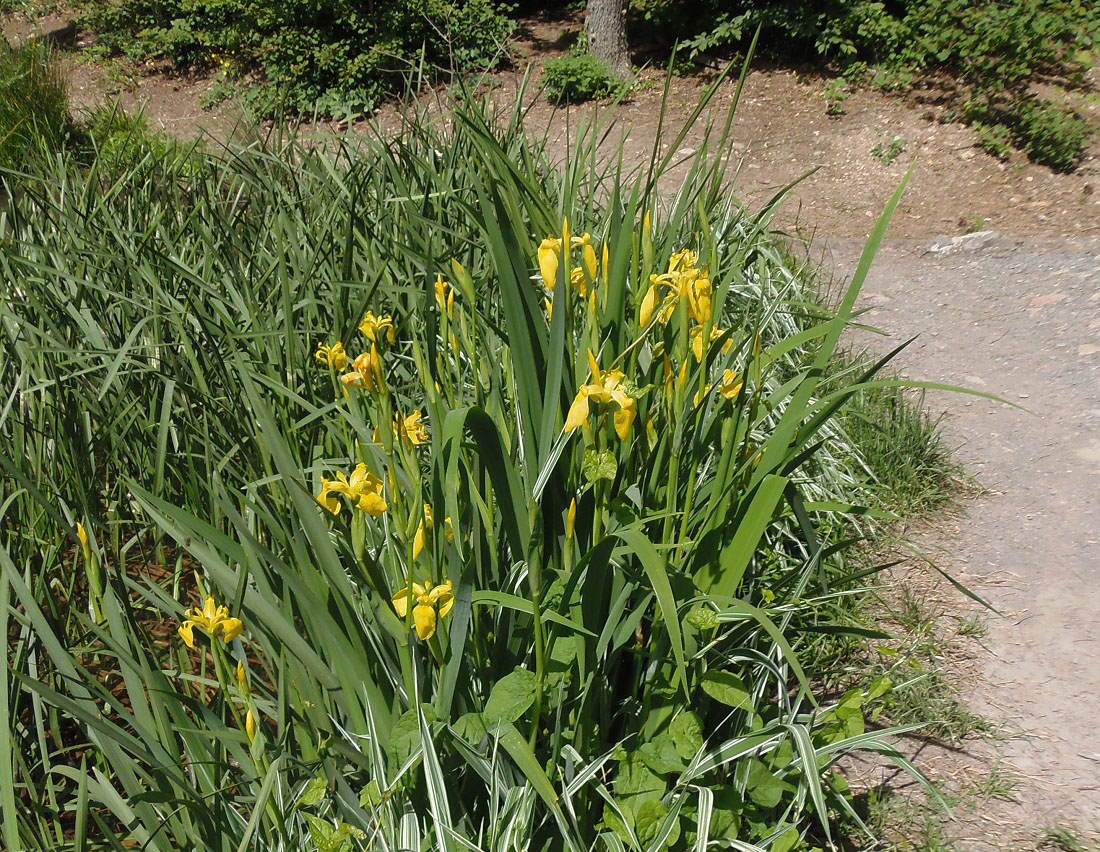 Изображение особи Iris pseudacorus.