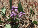 Limonium × erectiflorum