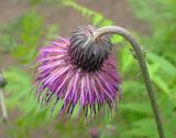 Cirsium schantarense