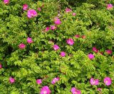 Rosa rugosa