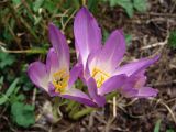 Colchicum speciosum