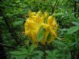 Rhododendron luteum. Цветки. Ставропольский край, г. Кисловодск, парк, дорога под «Малым седлом», обочина тропинки, в подлеске, на небольшом притенении. 19.05.2014.