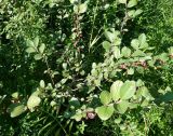 Cotoneaster melanocarpus