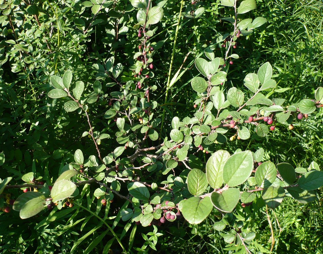 Изображение особи Cotoneaster melanocarpus.