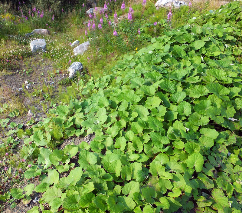 Изображение особи Tussilago farfara.