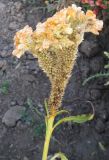 Celosia cristata. Верхушка плодоносящего растения. Крым, Симферополь, ботсад университета, 31 октября 2008 г.