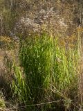 Solidago canadensis