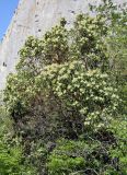 Arbutus andrachne