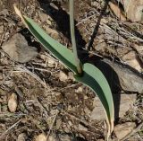 Allium tulipifolium