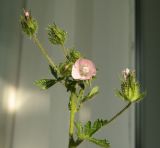 Malva setigera