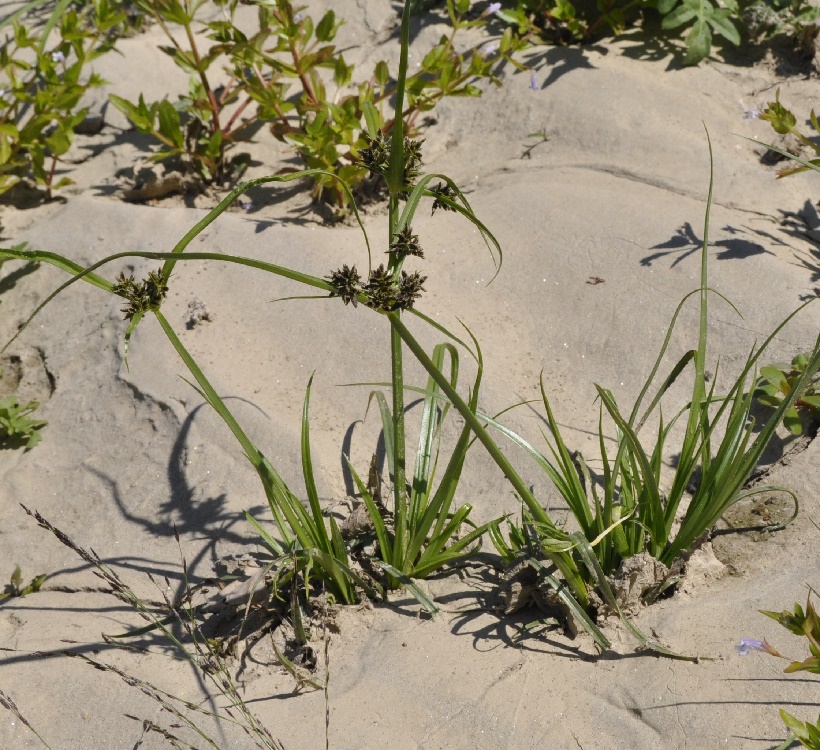 Изображение особи Cyperus fuscus.