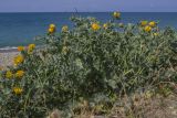 Glaucium flavum