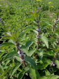 Mentha canadensis