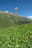 Primula auriculata. Плодоносящее растение. Кабардино-Балкария, Эльбрусский р-н, долина р. Ирик, ок. 2600 м н.у.м., субальпийский луг. 13.07.2016.