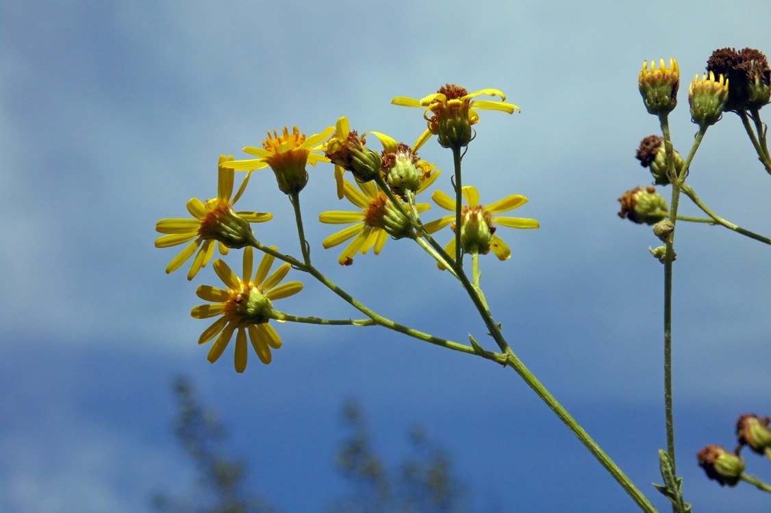 Изображение особи Senecio grandidentatus.