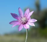 Xeranthemum annuum. Соцветие. Крым, городской округ Феодосия, окр. пгт Коктебель, ковыльная степь. Июль 2016 г.