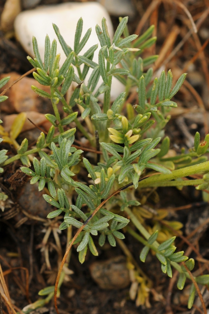 Изображение особи Astragalus kronenburgii.