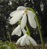 Galanthus nivalis