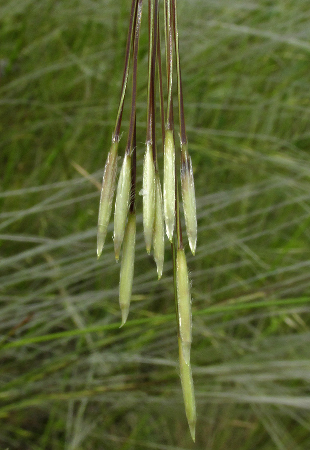 Изображение особи Stipa lessingiana.