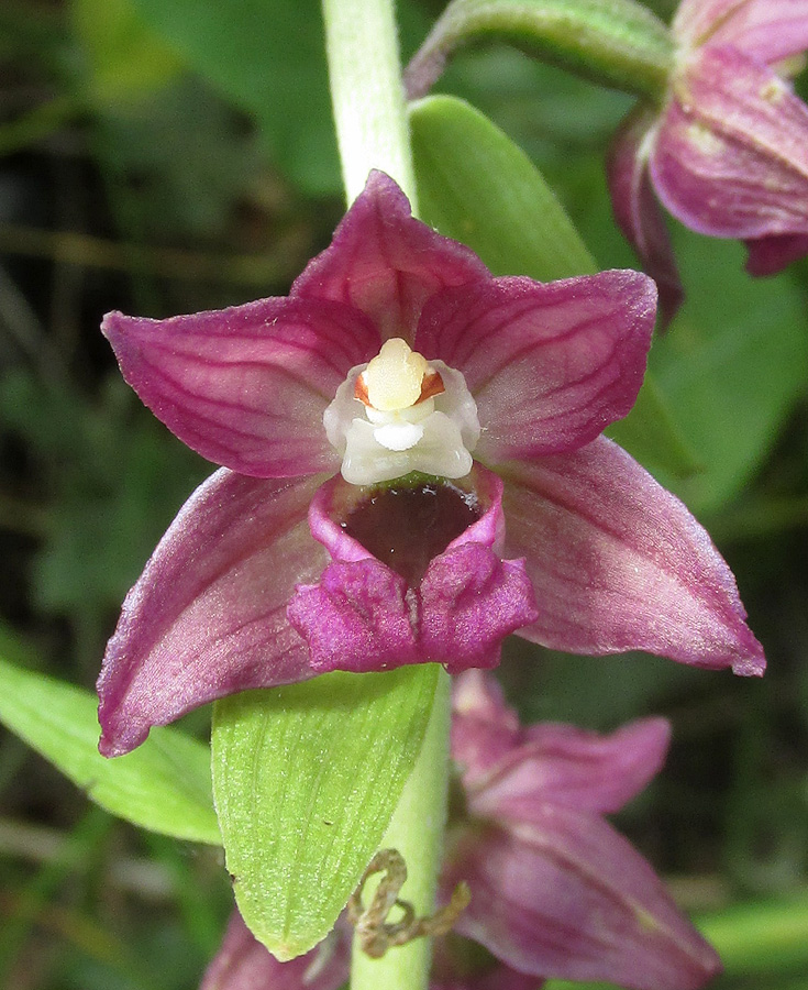 Изображение особи Epipactis helleborine.