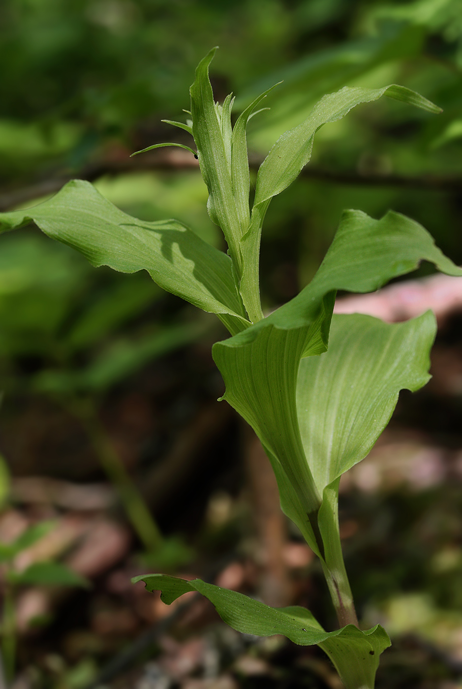 Изображение особи Epipactis helleborine.