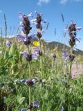 Nepeta mariae