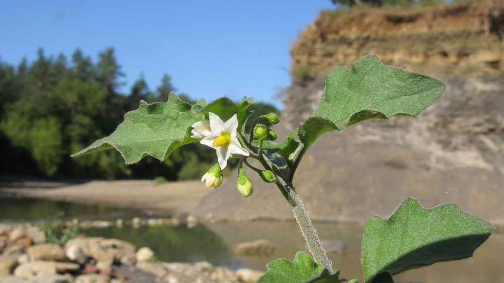 Изображение особи Solanum nigrum.