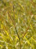 Hemarthria sibirica