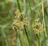 Juncus effusus