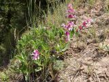 Salvia bucharica