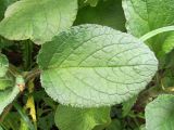 Borago officinalis