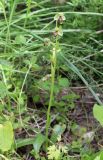Ophrys umbilicata. Цветущее растение. Израиль, к востоку от большого Тель-Авива, Национальный парк Мигдаль Цедек, фригана. 05.03.2018.