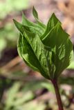 Paris quadrifolia