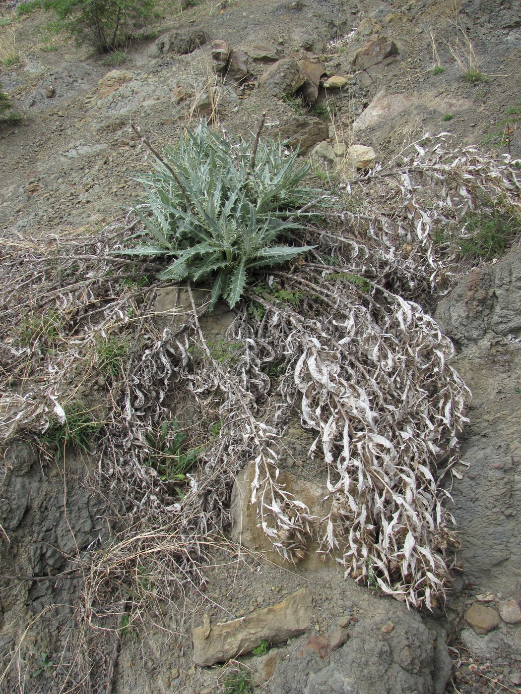 Изображение особи Cirsium argillosum.