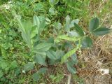 Vicia narbonensis