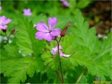 Geranium robertianum