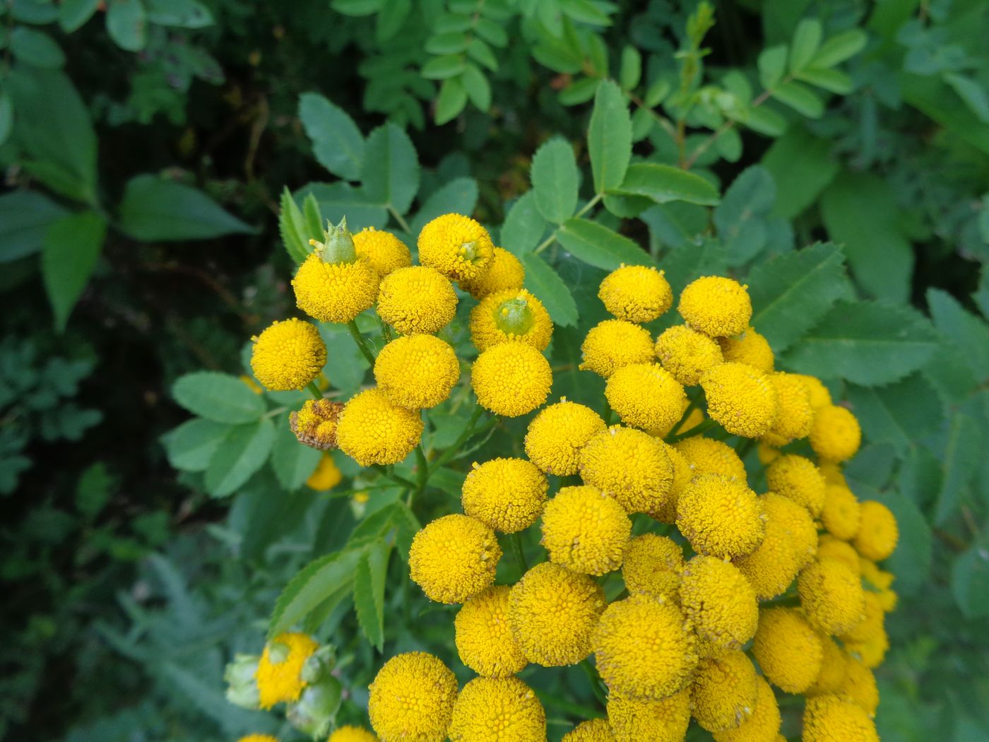 Изображение особи Tanacetum vulgare.