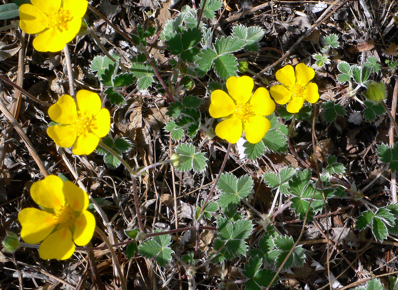 Изображение особи Potentilla nivea.