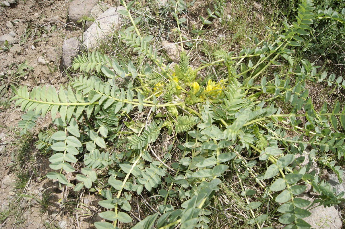 Изображение особи Astragalus aegobromus.