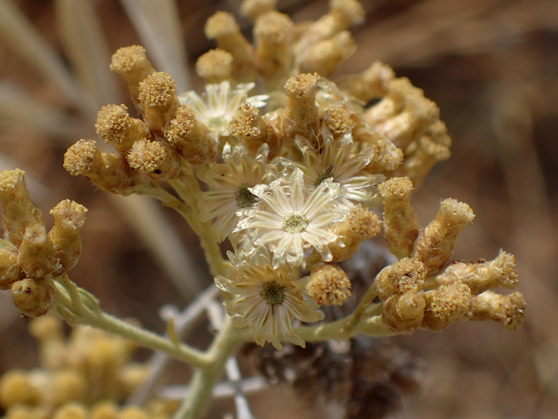 Изображение особи Helichrysum italicum.