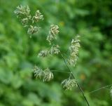 Dactylis glomerata