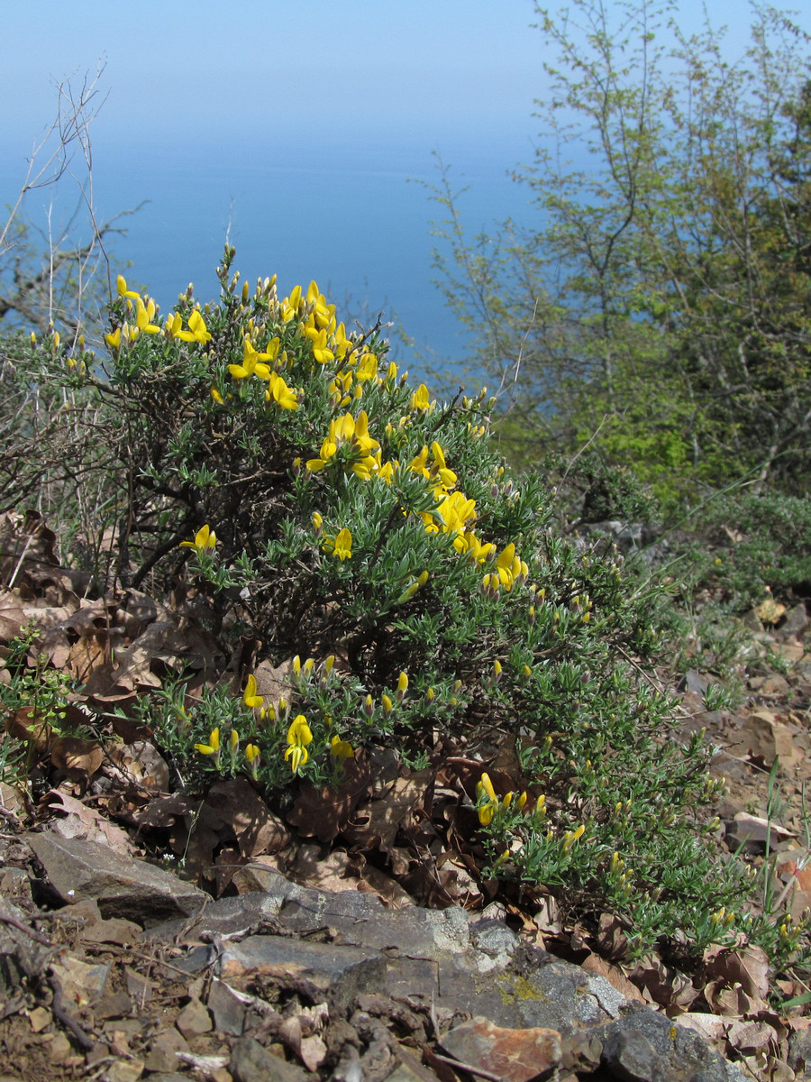 Изображение особи Genista verae.